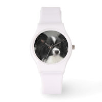Papillon Dogs