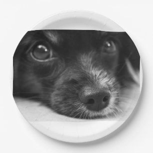 papillon face paper plate