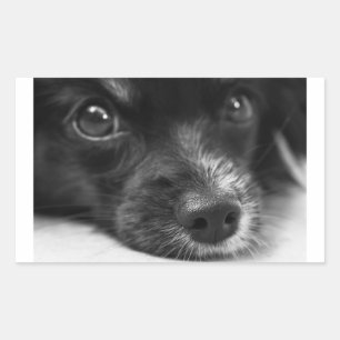 papillon face rectangular sticker