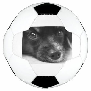 papillon face soccer ball