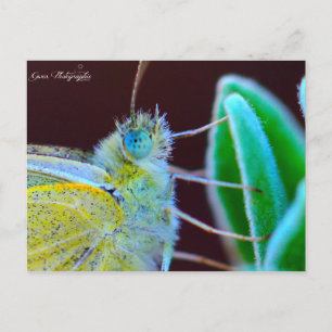Papillon Gwen Photographie Postcard