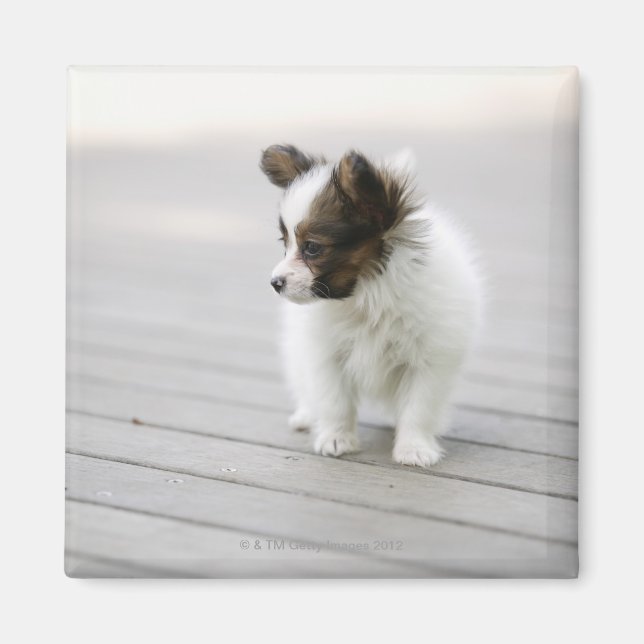 Papillon Magnet (Front)