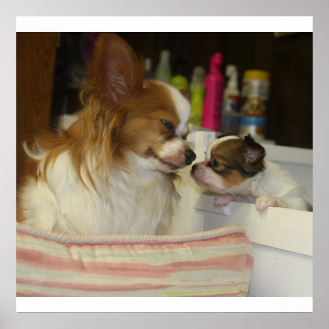 Papillon Mum and Baby Poster (Front)