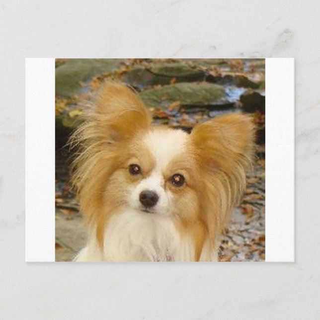 Papillon Postcard (Front)