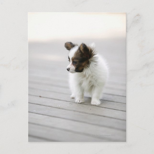 Papillon Postcard (Front)