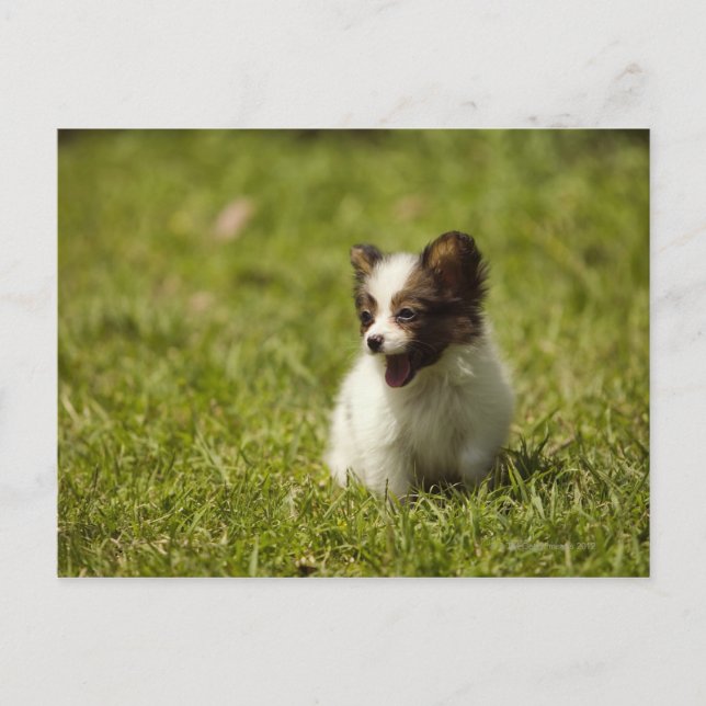 Papillon Postcard (Front)