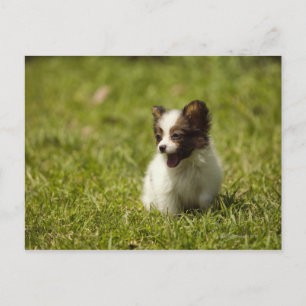 Papillon Postcard
