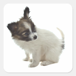 papillon pup square sticker