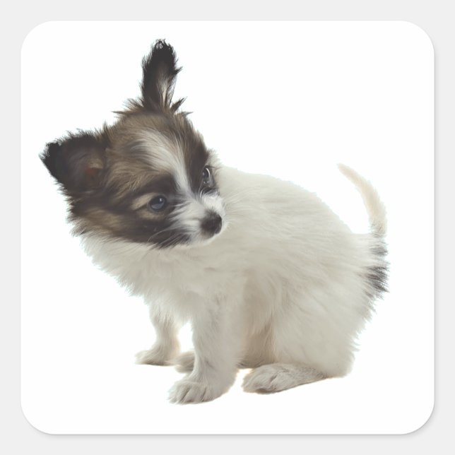 papillon pup square sticker (Front)