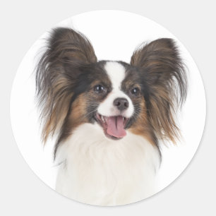 Papillon Puppy Dog - Love Puppies Classic Round Sticker