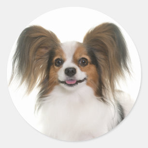 Papillon Puppy Dog - Love Puppies, Hello Classic Round Sticker