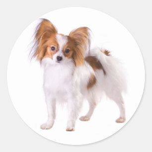 Papillon Puppy Dog - Love Puppies, Hello Classic Round Sticker