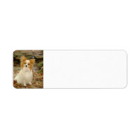 papillon sitting