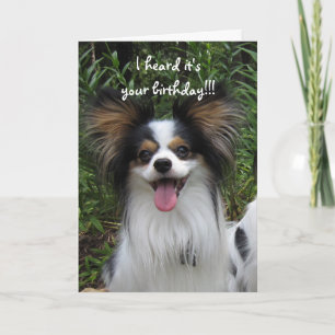 Papillon Sloppy Kisses Birthday Card
