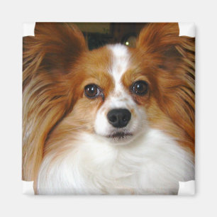 Papillon Square Magnet