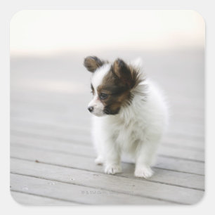 Papillon Square Sticker