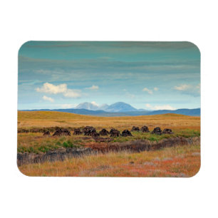 Paps of Jura from Islay, Scotland Magnet