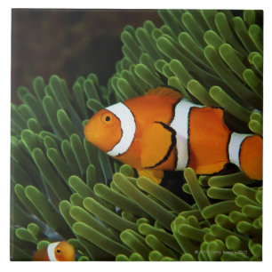 Papua New Guinea, false clown anemonefish and Ceramic Tile