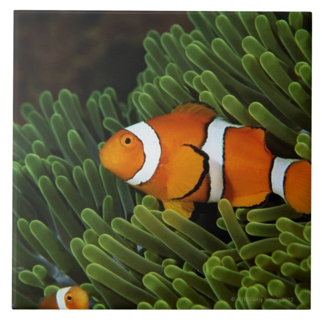Papua New Guinea, false clown anemonefish and Ceramic Tile (Front)