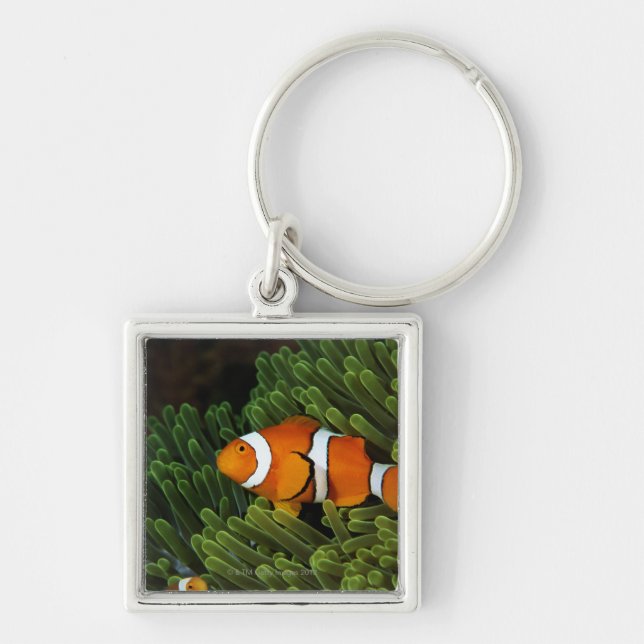 Papua New Guinea, false clown anemonefish and Key Ring (Front)