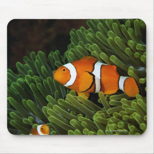 Papua New Guinea, false clown anemonefish and Mouse Pad
