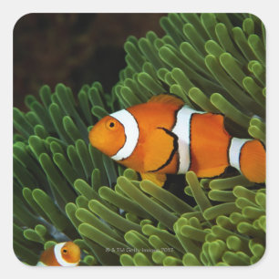 Papua New Guinea, false clown anemonefish and Square Sticker