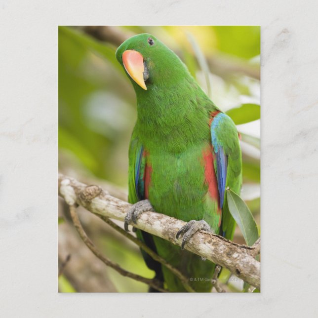 Papua New Guinea, Oro Province 2 Postcard (Front)