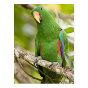  Papua  New Guinea Gifts  on Zazzle AU