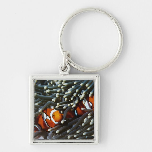 Papua New Guinea, two false clown anemonefish Key Ring (Front)