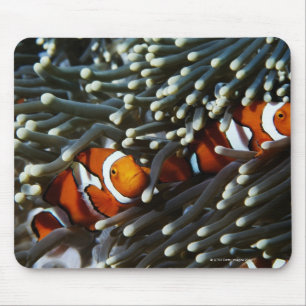 Papua New Guinea, two false clown anemonefish Mouse Pad