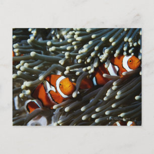 Papua New Guinea, two false clown anemonefish Postcard