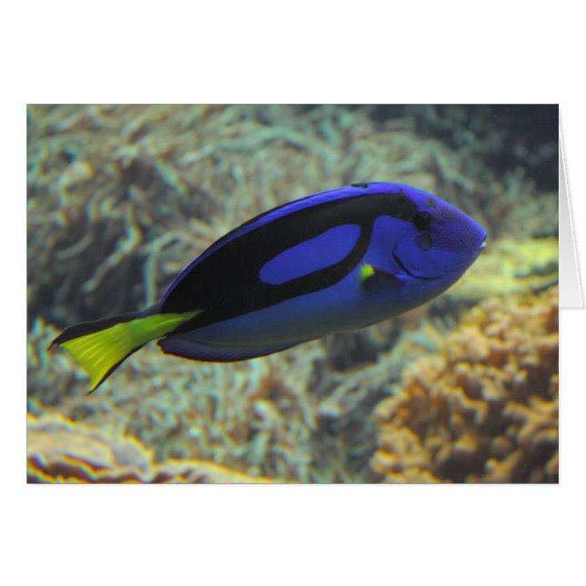 Paracanthurus hepatus (Front Horizontal)