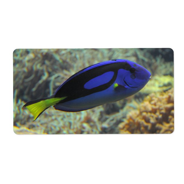 Paracanthurus hepatus (Front)