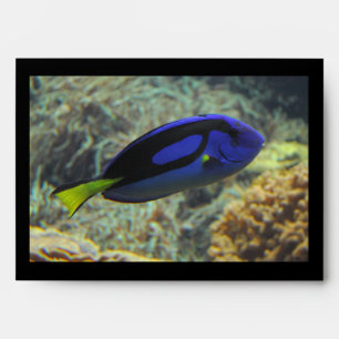 Paracanthurus hepatus envelopes