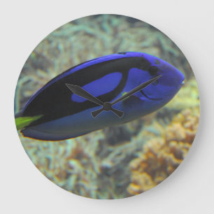 Paracanthurus hepatus large clock