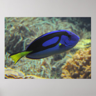 Paracanthurus hepatus poster