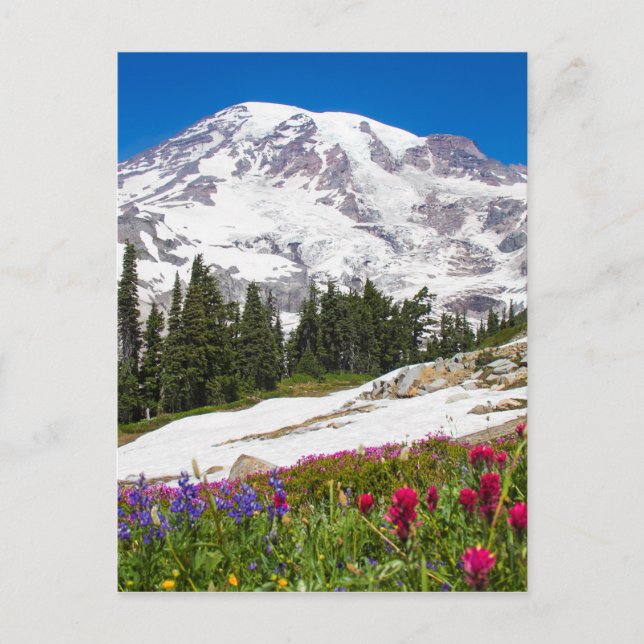 Paradise Mt. Rainer Postcard (Front)