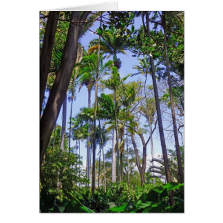 Paradise Palms