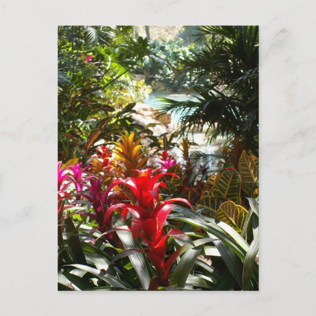 Paradise Postcard (Front)