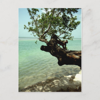 Paradise Postcard