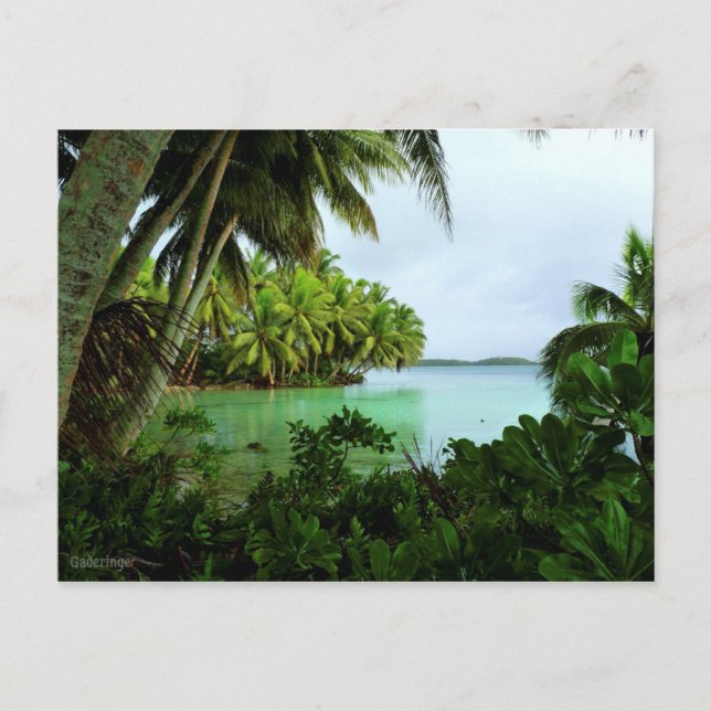 Paradise Turquoise Waters and Palm Trees Postcard (Front)