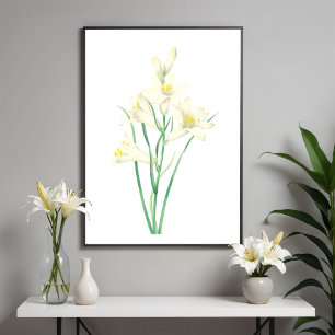 Paradisea Vintage Flower Botanical Illustration  Poster
