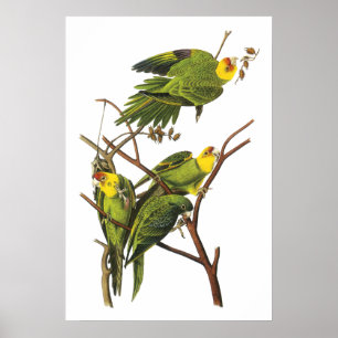 Parakeet by John Audubon - Poster Print