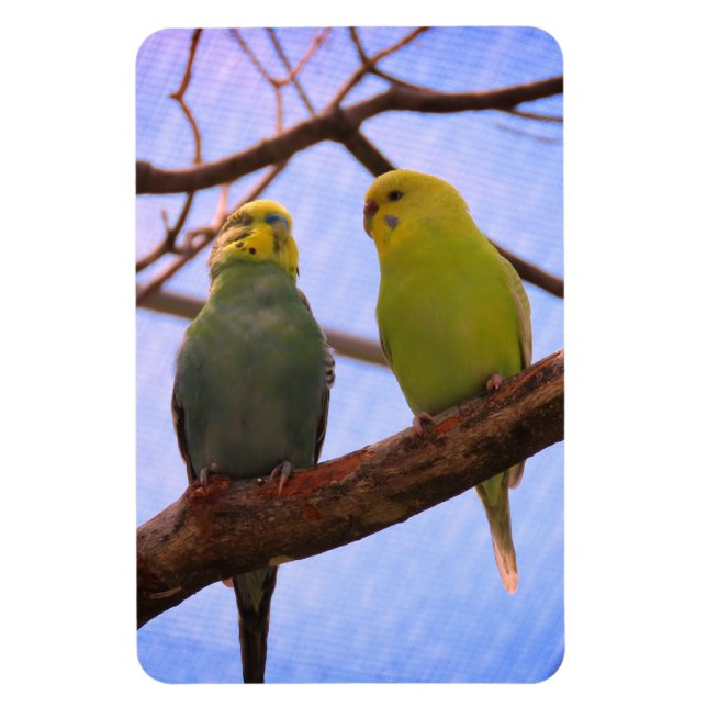 Parakeet Couple Magnet (Vertical)