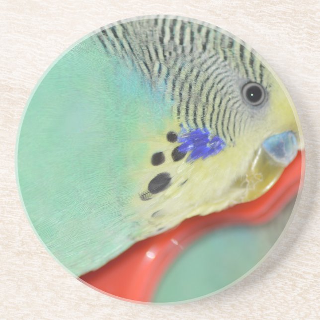 Parakeet looking in mirror coaster (Front)