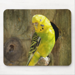 parakeet, nature, yellow parrot mouse pad