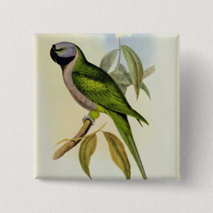 Parakeet: Palaeornis Derbianus, c.1850 15 Cm Square Badge