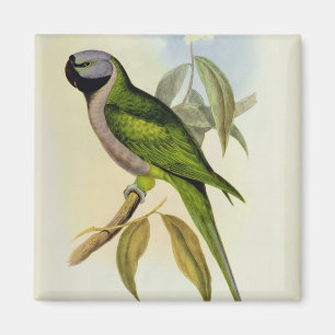 Parakeet: Palaeornis Derbianus, c.1850 Magnet