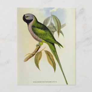 Parakeet: Palaeornis Derbianus, c.1850 Postcard