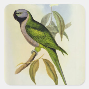 Parakeet: Palaeornis Derbianus, c.1850 Square Sticker
